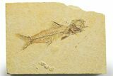 Fossil Fish (Amphiplaga) - Uncommon Species #363859-1
